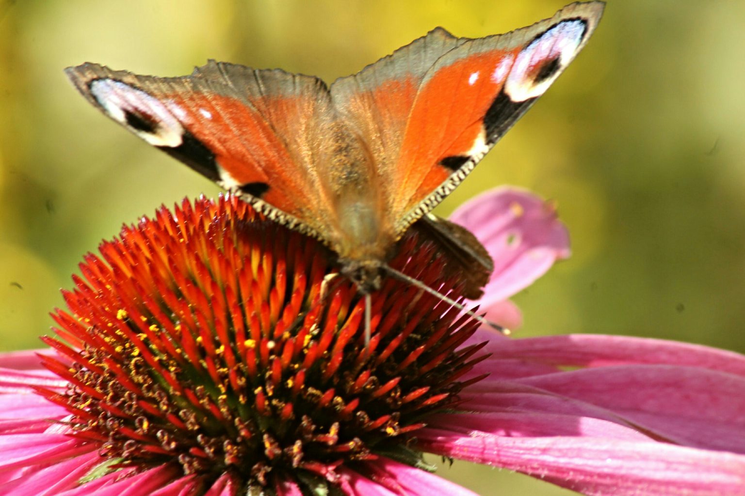 Valokuvaaja: Miia Pesu