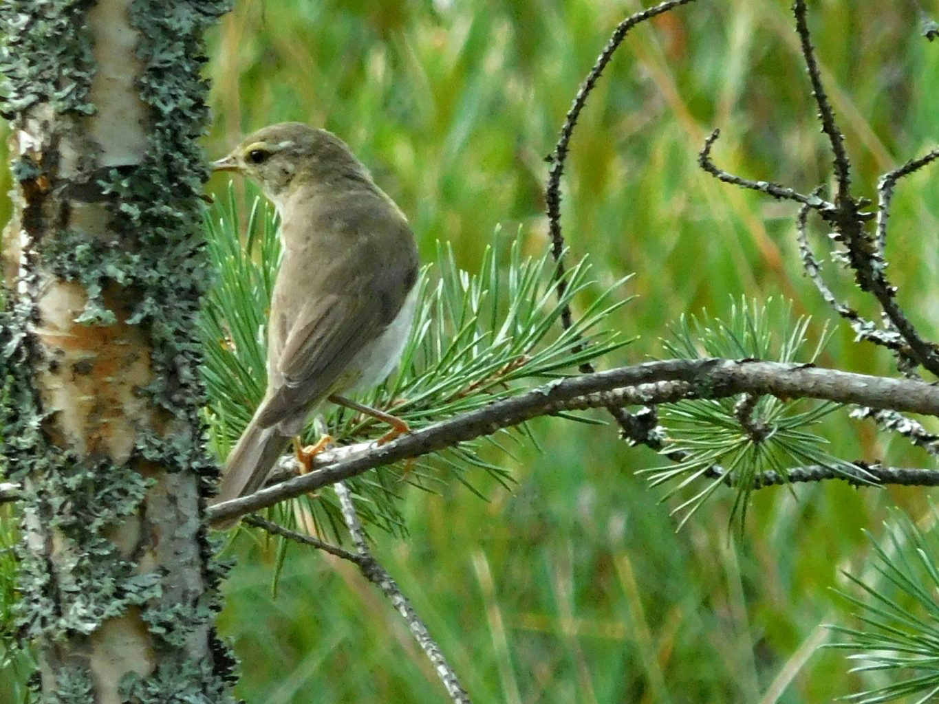 Valokuvaaja: Miia Pesu