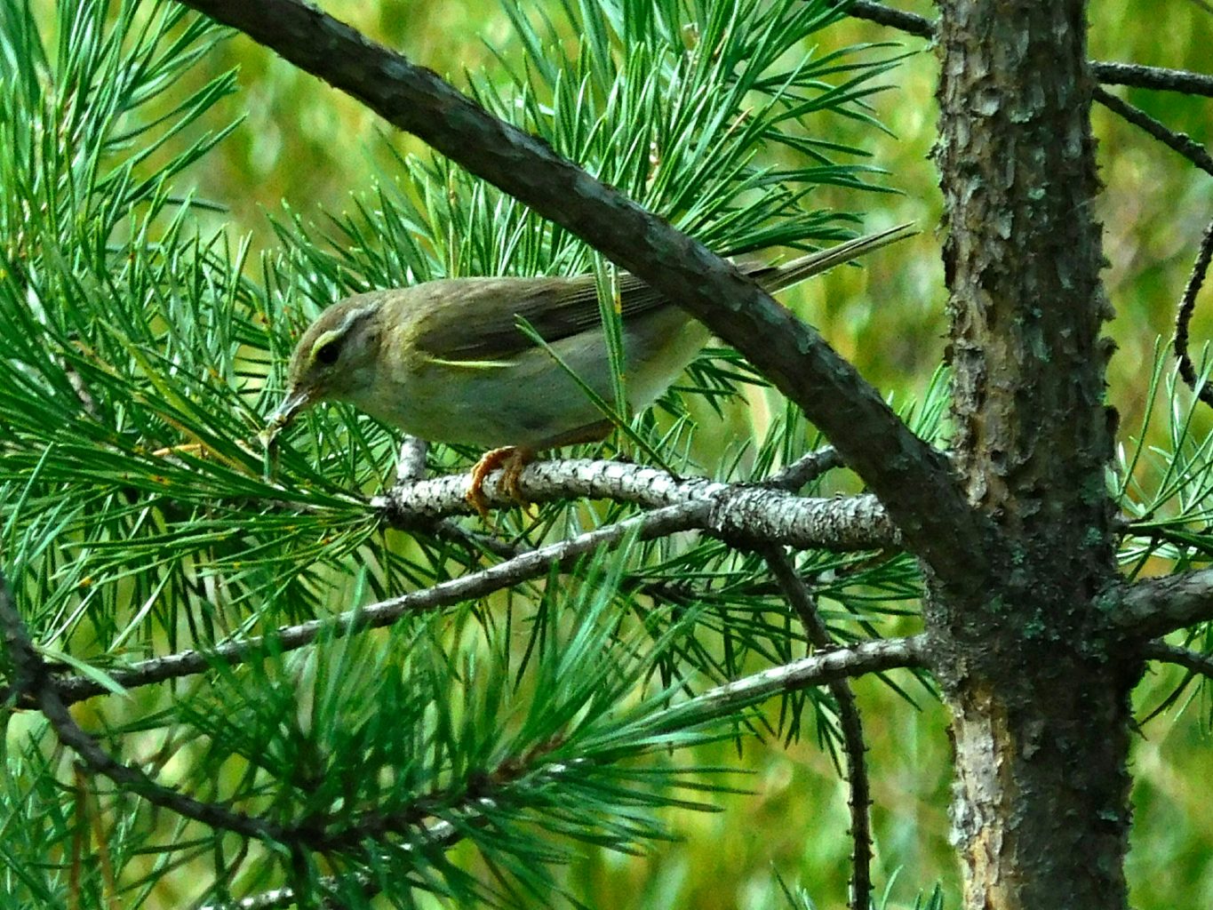 Valokuvaaja: Miia Pesu