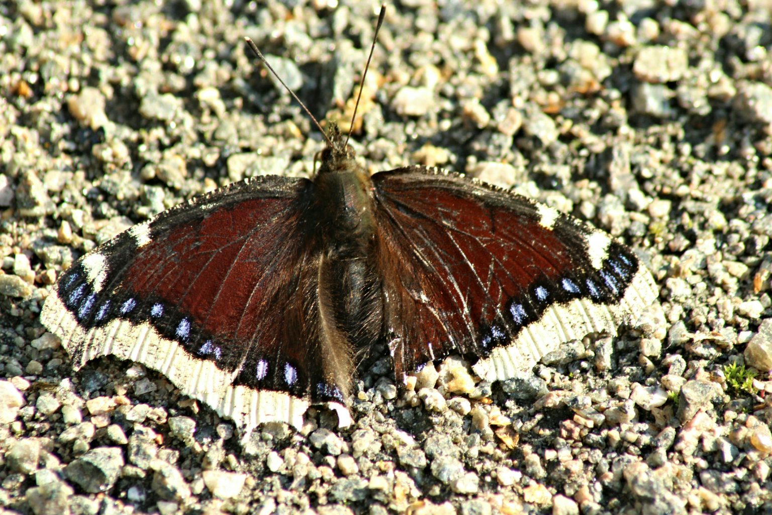 Valokuvaaja: Miia Pesu