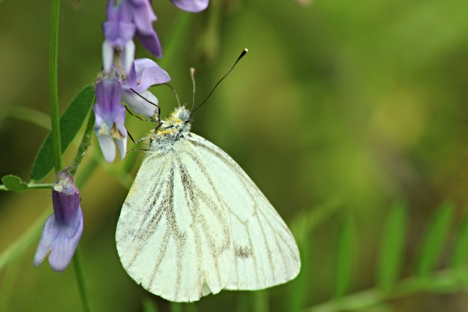 Valokuvaaja: Miia Pesu