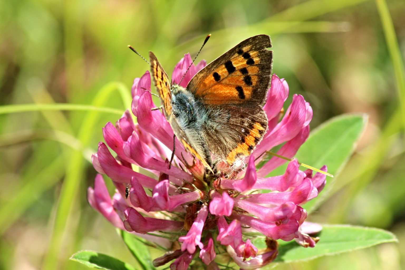 Valokuvaaja: Miia Pesu