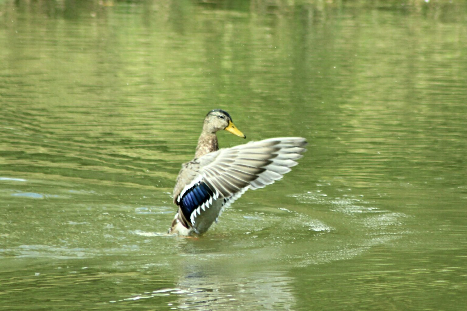 Valokuvaaja: Miia Pesu