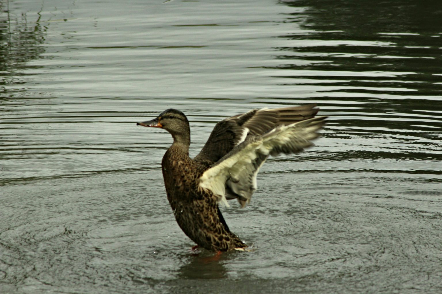Valokuvaaja: Miia Pesu