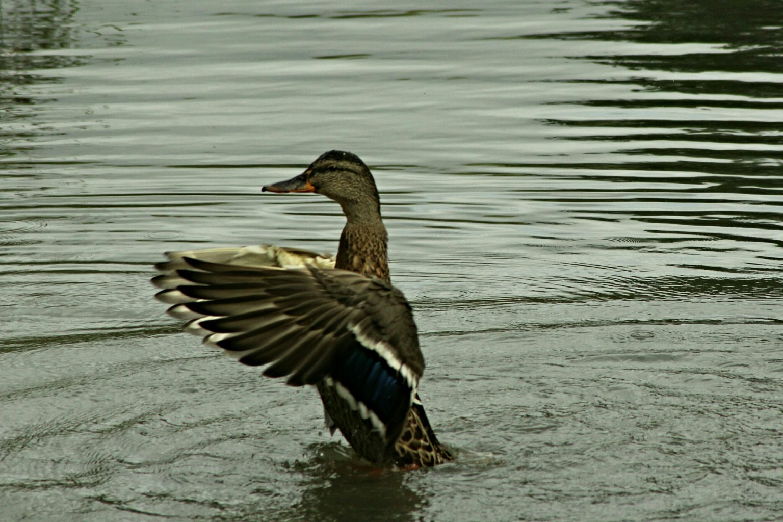 Valokuvaaja: Miia Pesu Valokuvaaja: Miia Pesu
