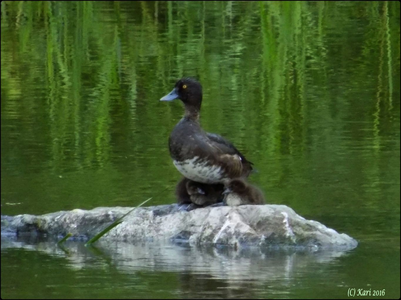 Valokuvaaja: Kari Saarinen Valokuvaaja: Kari Saarinen