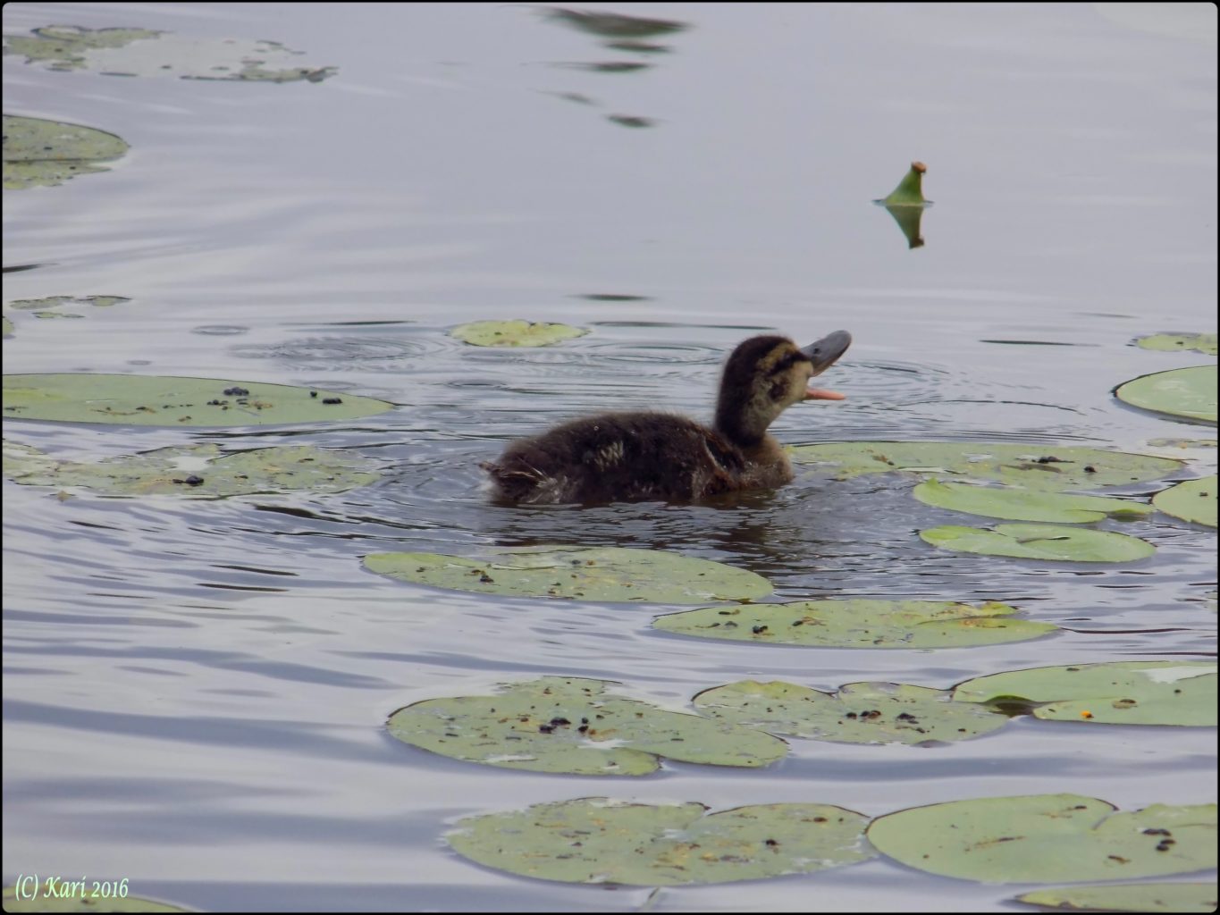 Valokuvaaja: Kari Saarinen