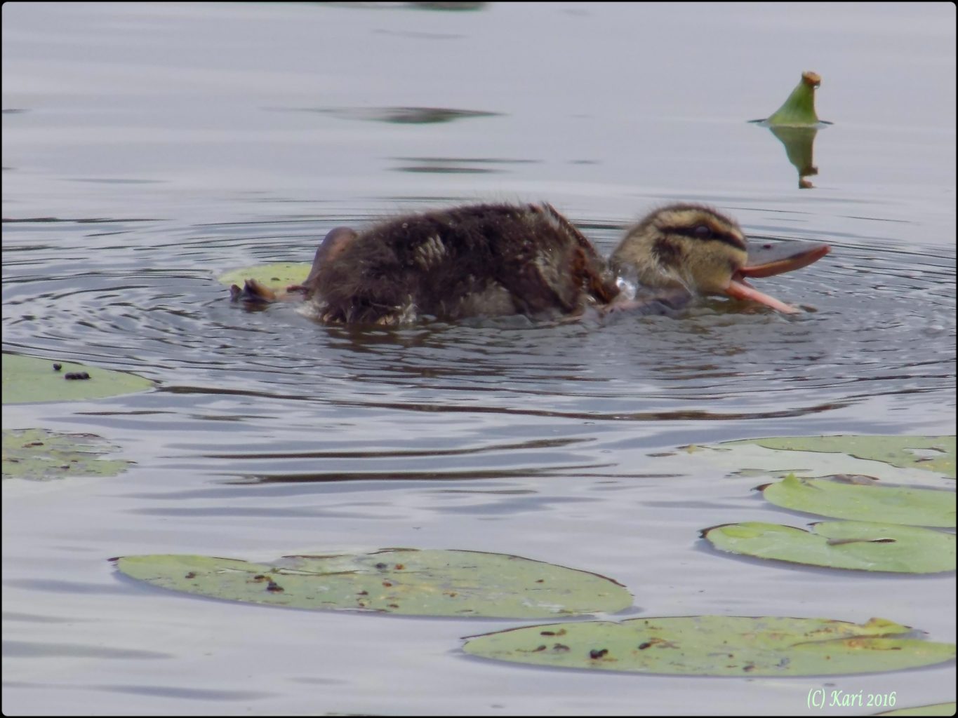 Valokuvaaja: Kari Saarinen
