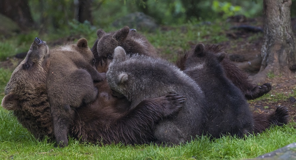 Valokuvaaja: Petri Hirva