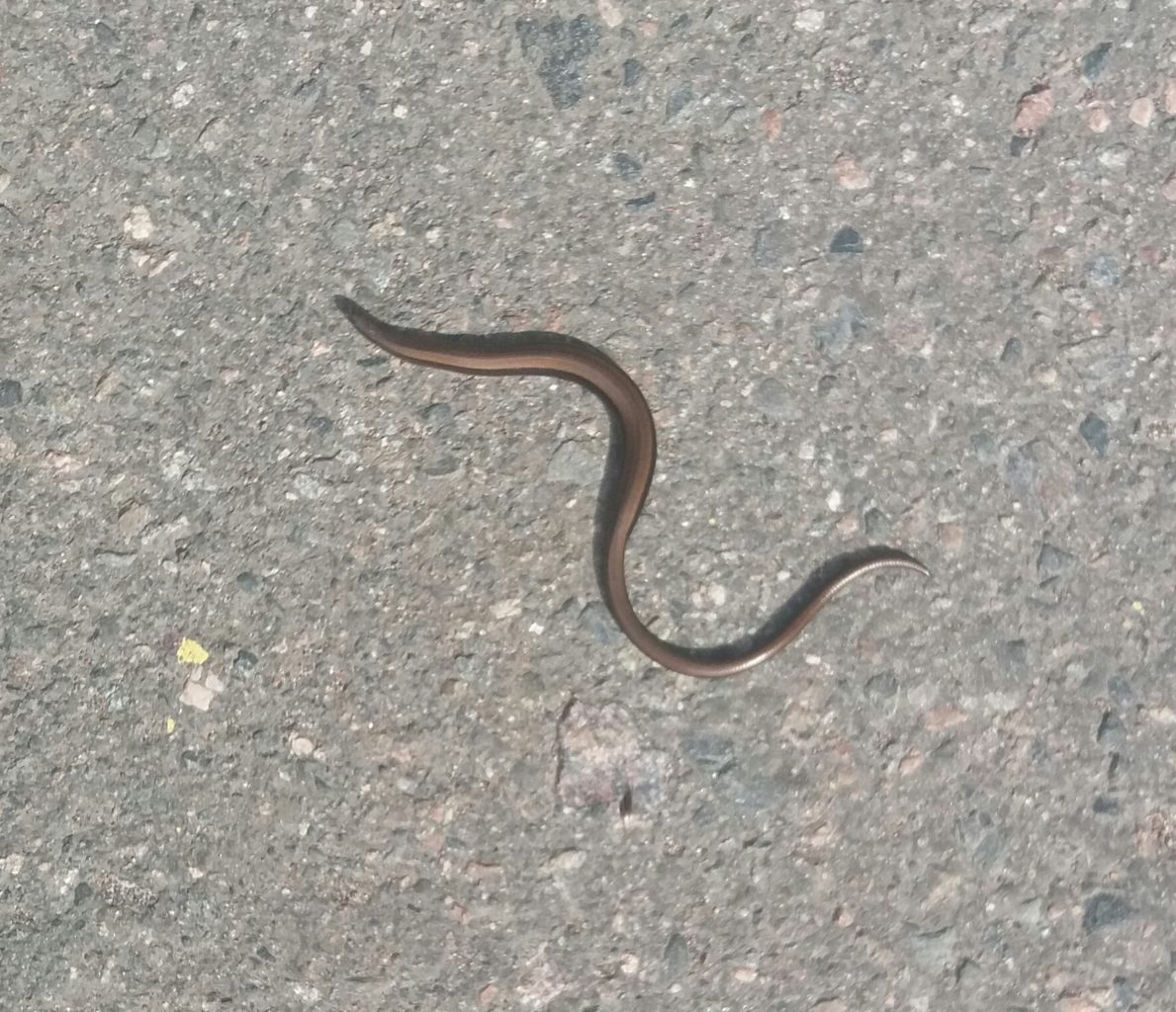 Vaskitsa