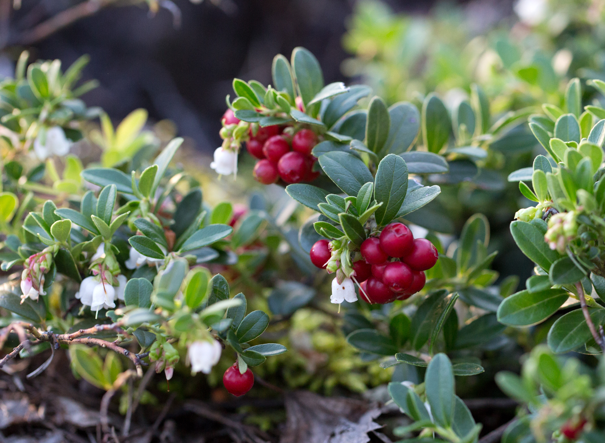 Valokuvaaja: Anna-Liisa Pirhonen