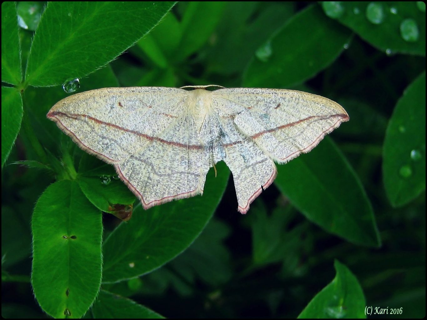Valokuvaaja: Kari Saarinen
