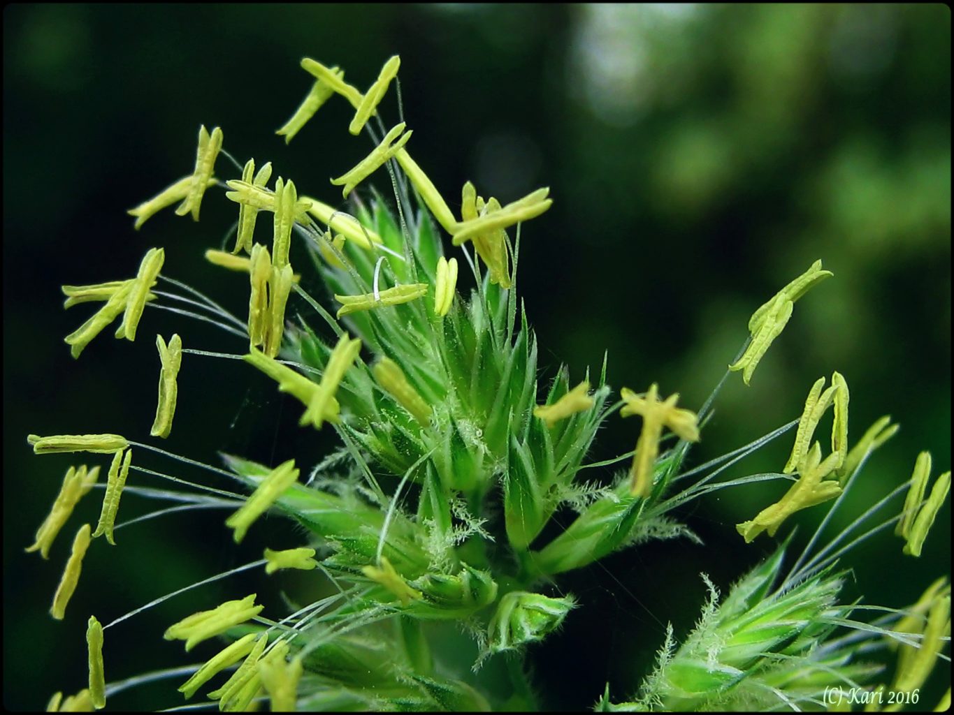 Valokuvaaja: Kari Saarinen