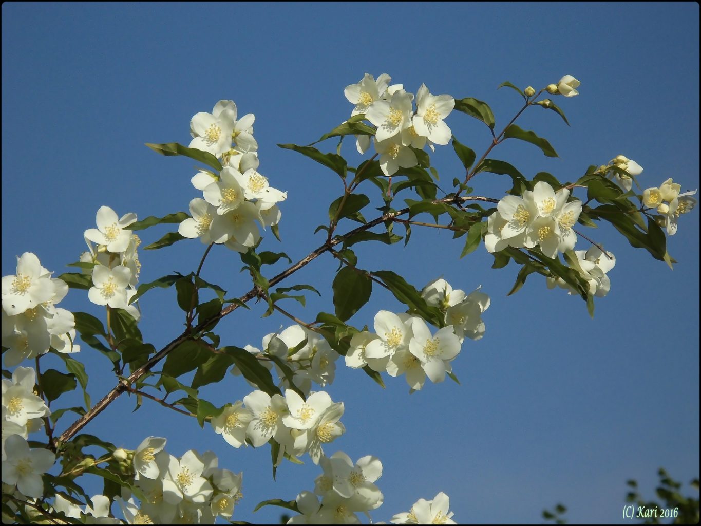 Valokuvaaja: Kari Saarinen