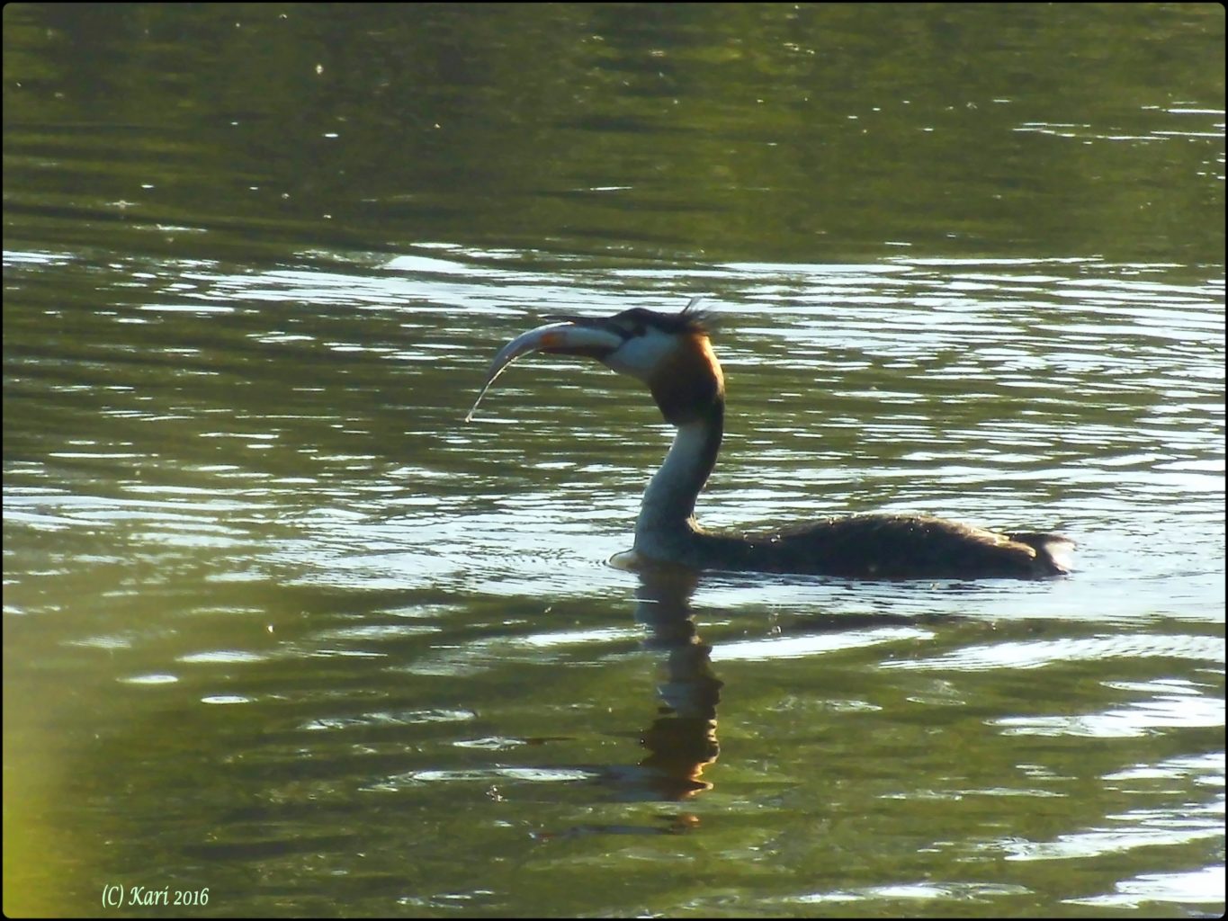 Valokuvaaja: Kari Saarinen