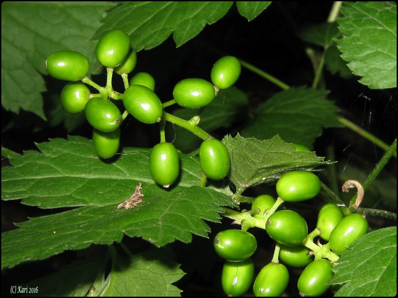 Valokuvaaja: Kari Saarinen