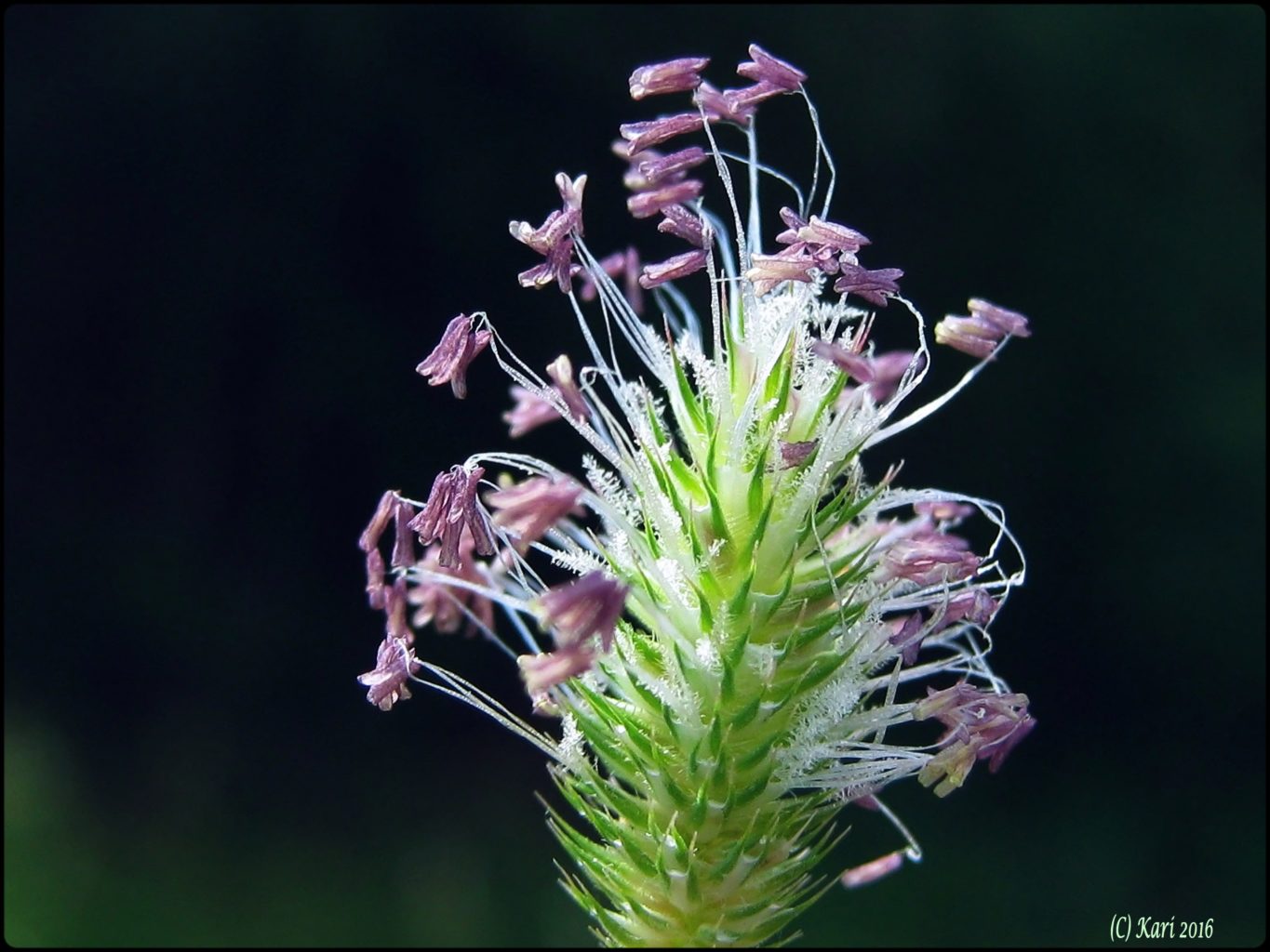 Valokuvaaja: Kari Saarinen