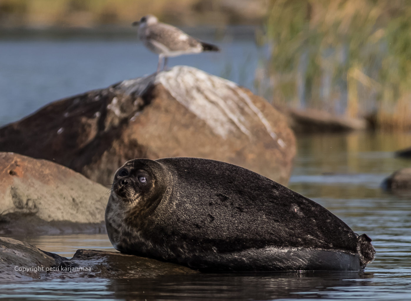 Valokuvaaja: petri karjanmaa