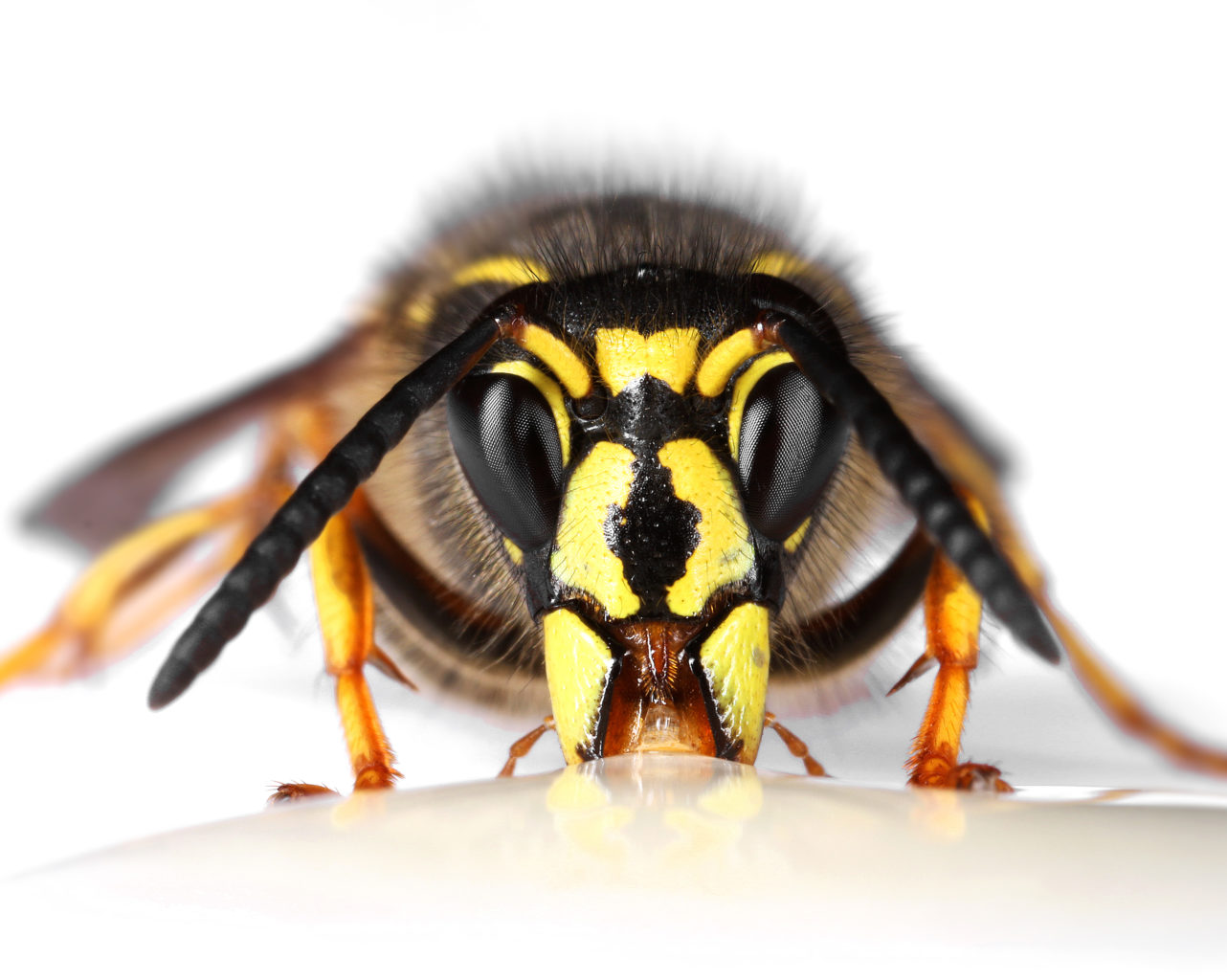 Valokuvaaja: Tarja Porkkala