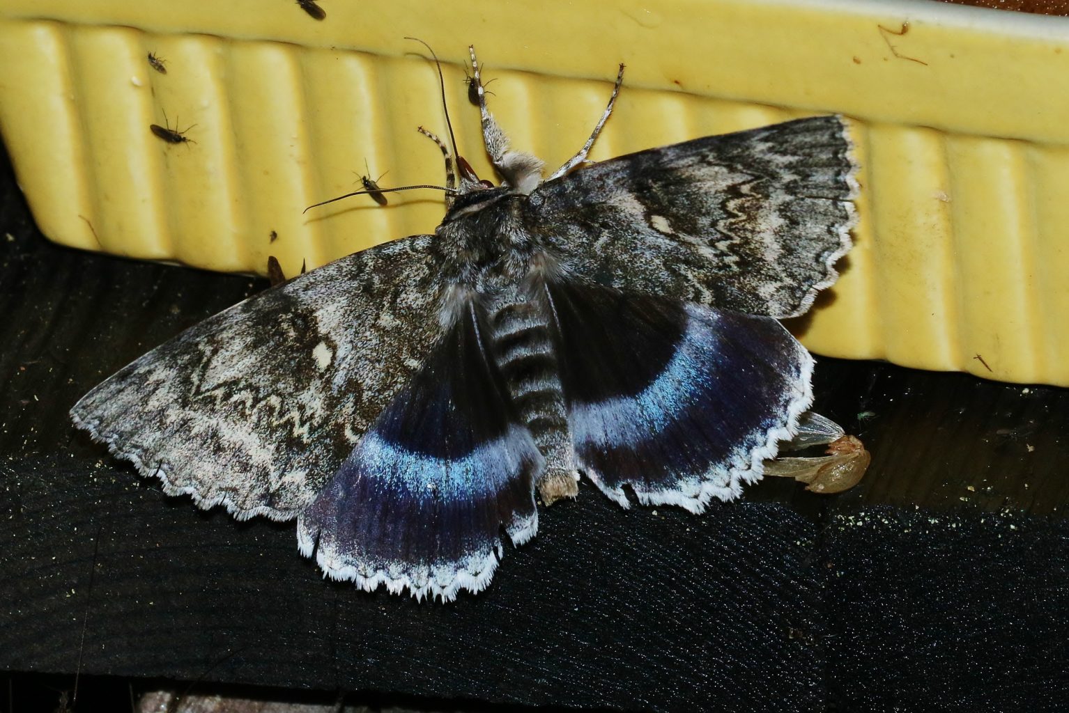 Valokuvaaja: Tuula Pirnes Valokuvaaja: Tuula Pirnes