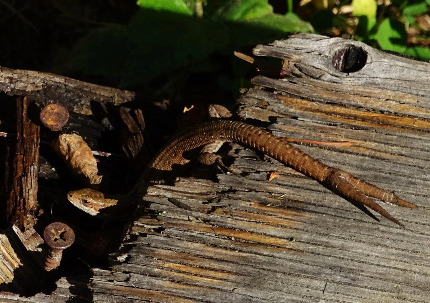 Valokuvaaja: Aune Viik