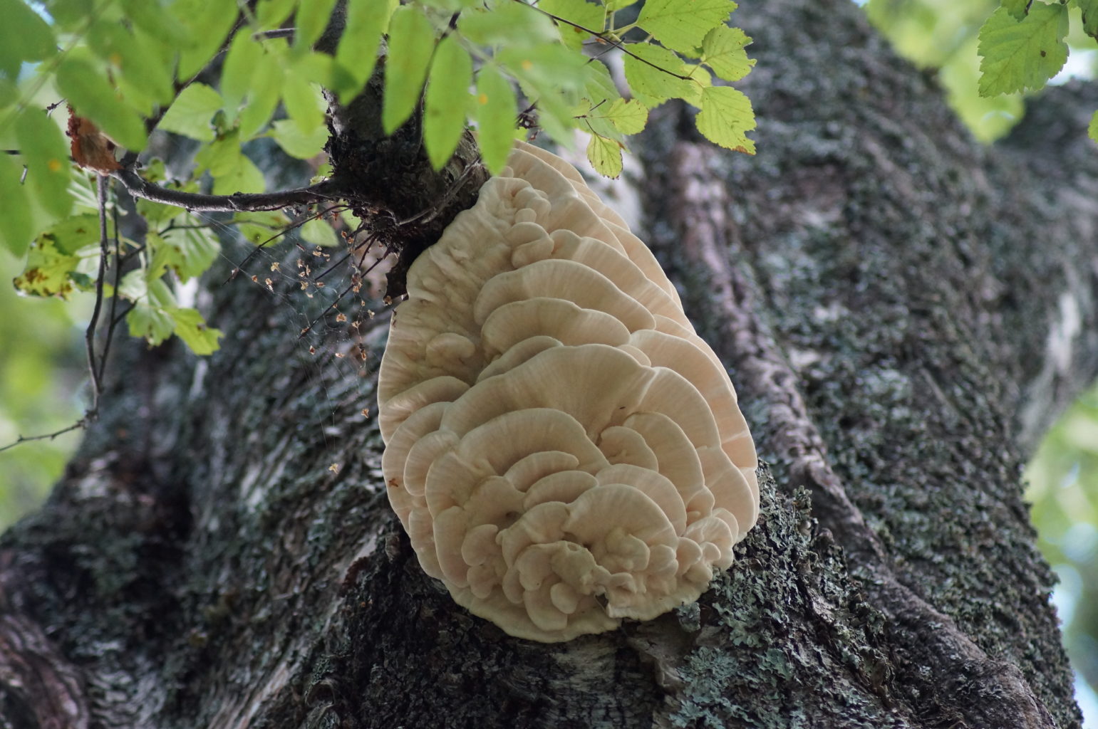 Valokuvaaja: Maarit Siitonen