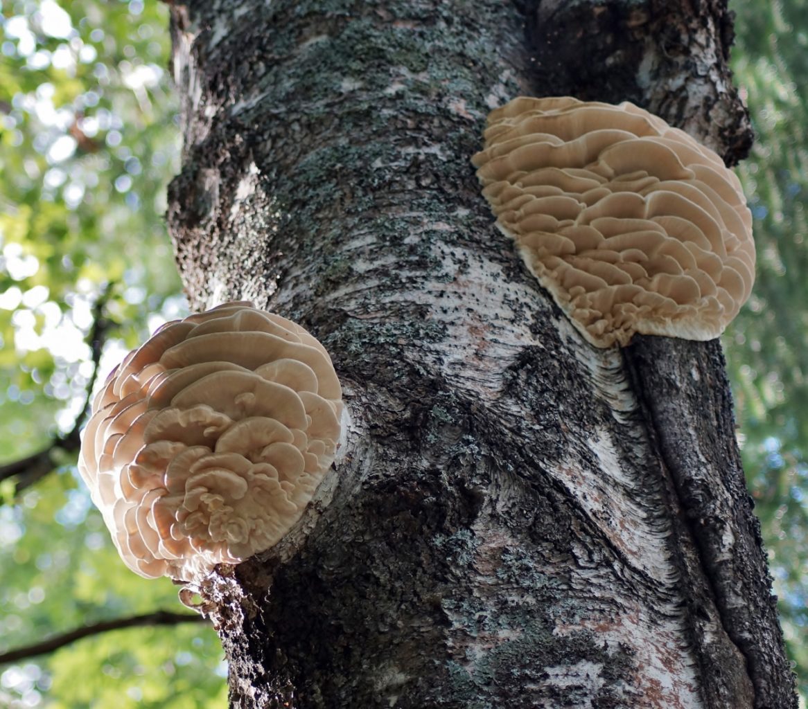 Valokuvaaja: Maarit Siitonen