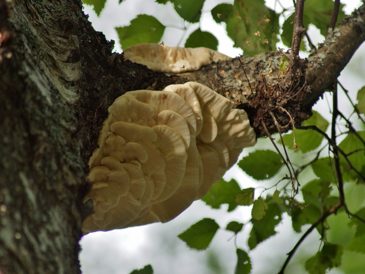 Valokuvaaja: Maarit Siitonen