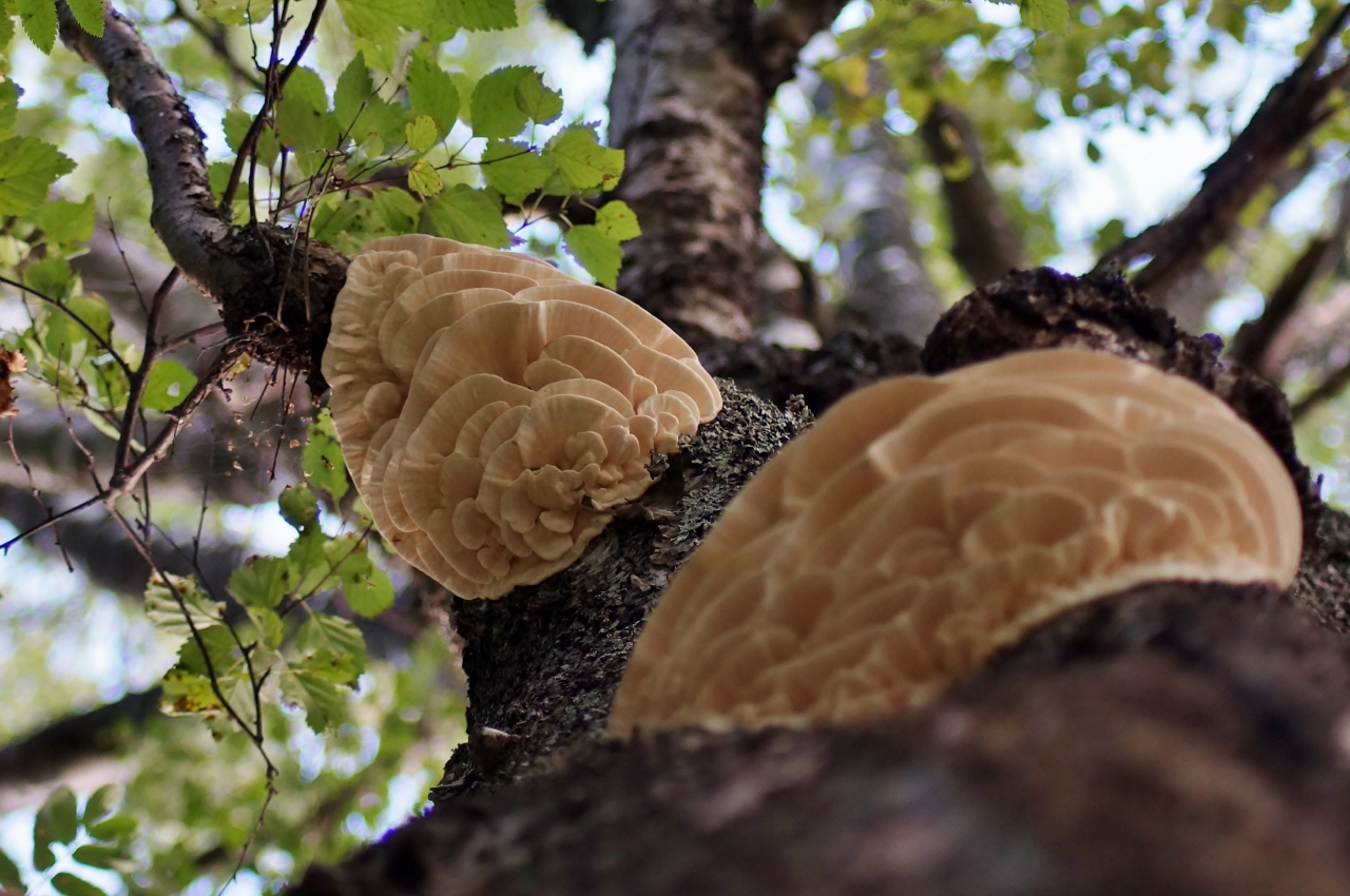 Valokuvaaja: Maarit Siitonen