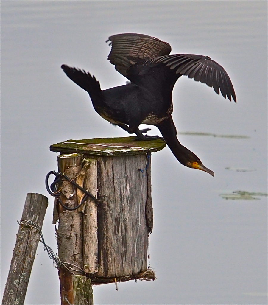 Valokuvaaja: Markku Ranta-Eilola Valokuvaaja: Markku Ranta-Eilola