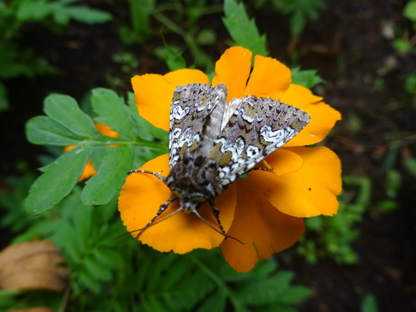 Valokuvaaja: Anja Mustamaa