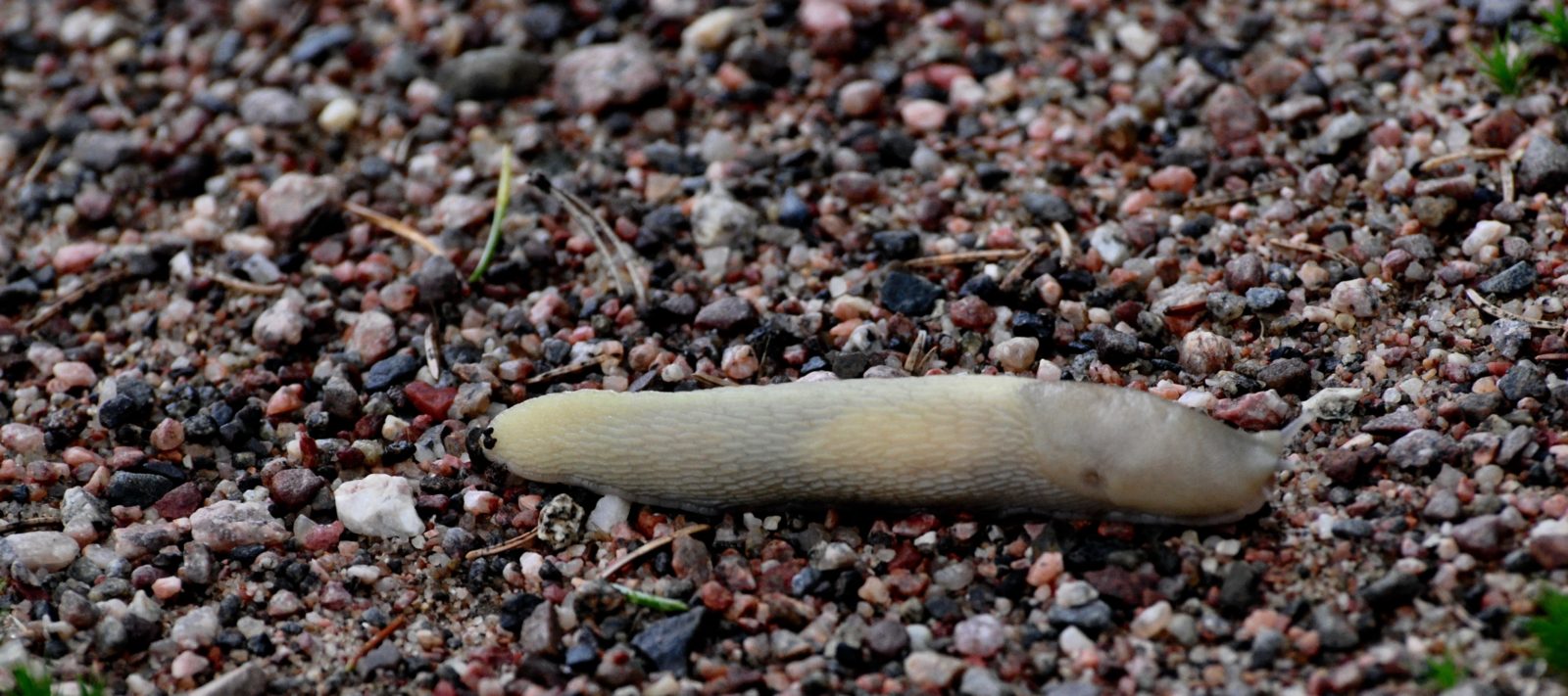Valokuvaaja: Jenni Merilä