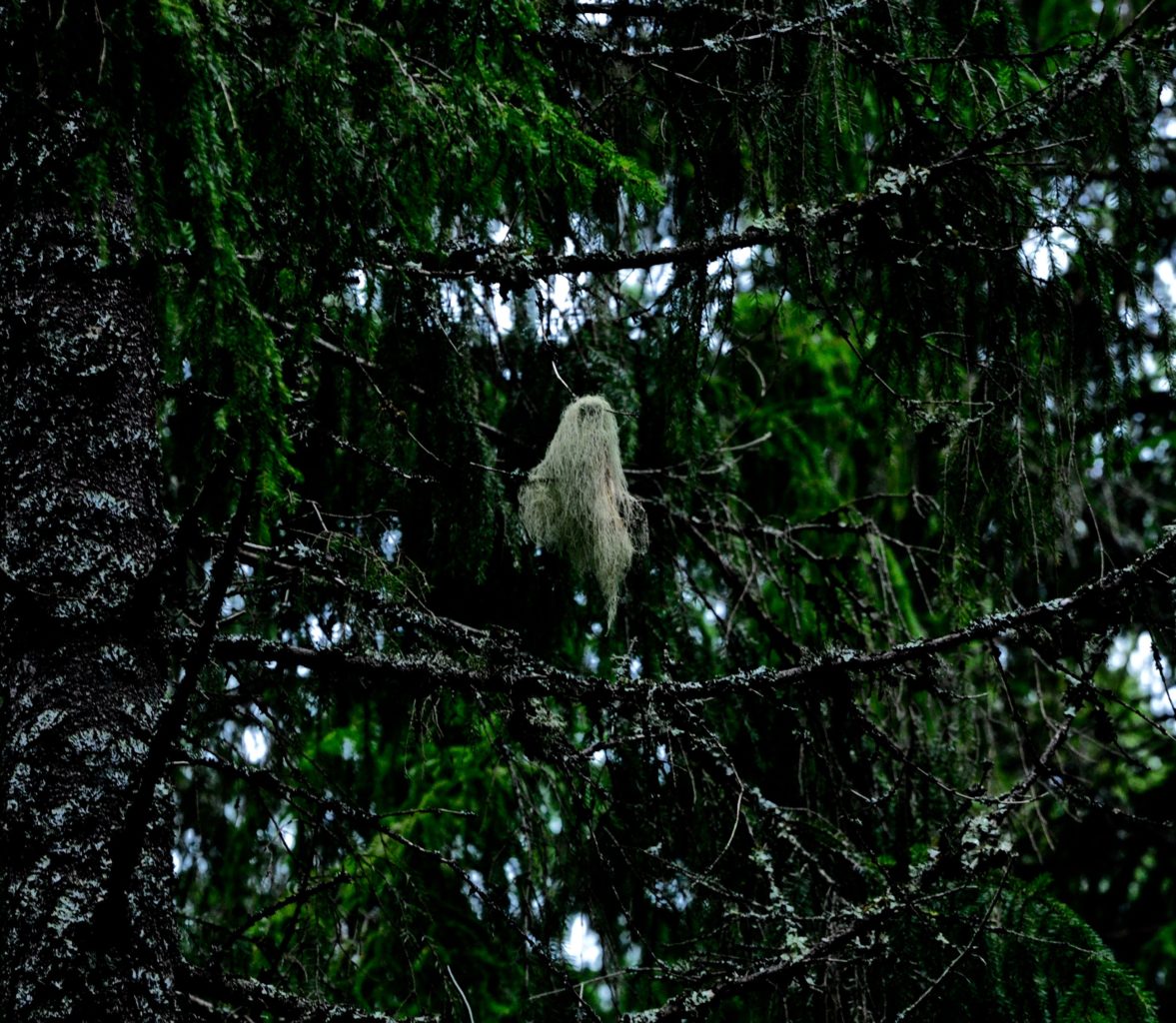 Valokuvaaja: jenni Merilä