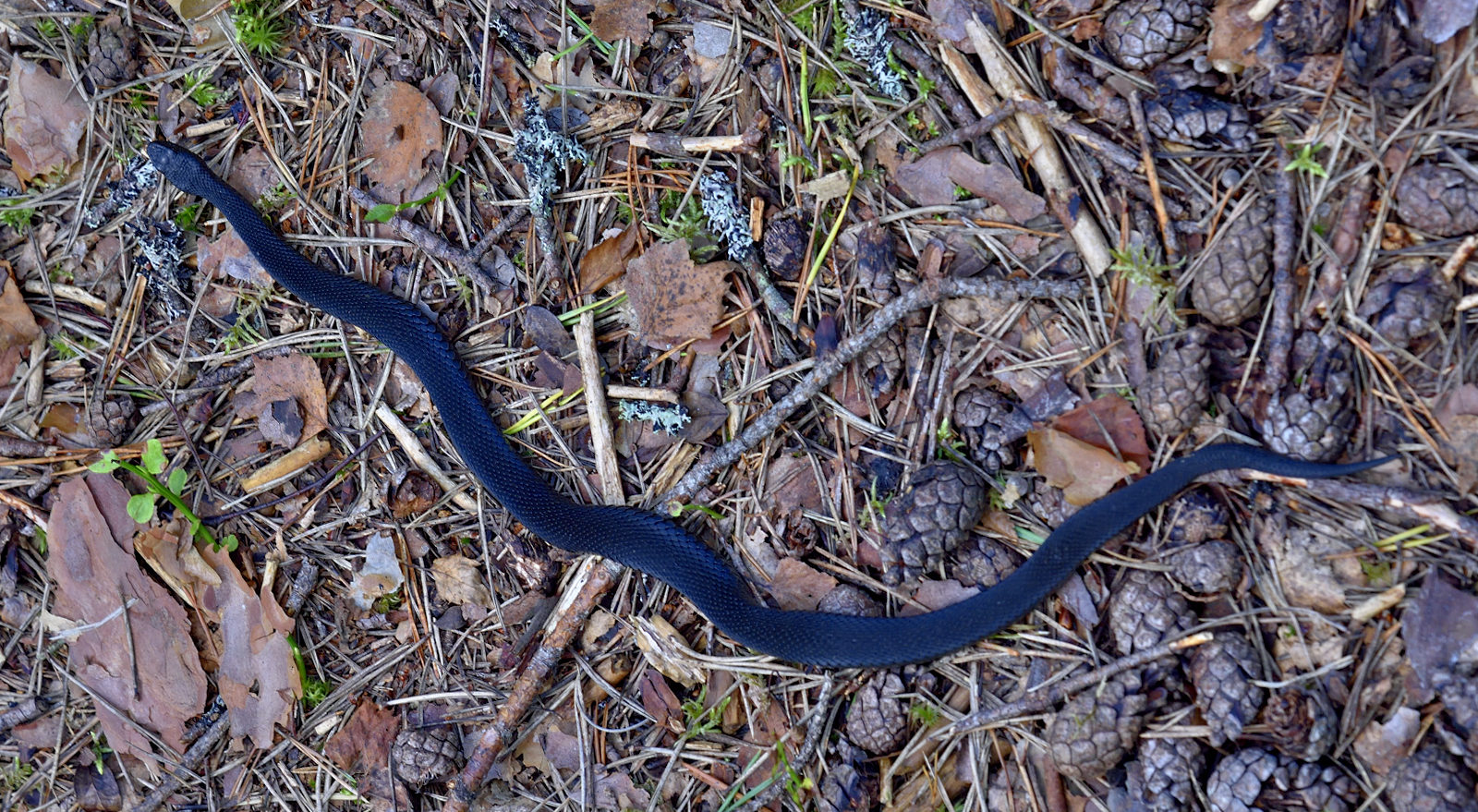 Valokuvaaja: Reijo Juurinen