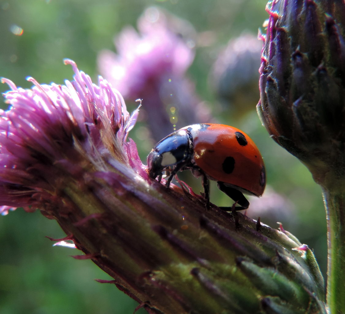 Valokuvaaja: Helena Sytelä