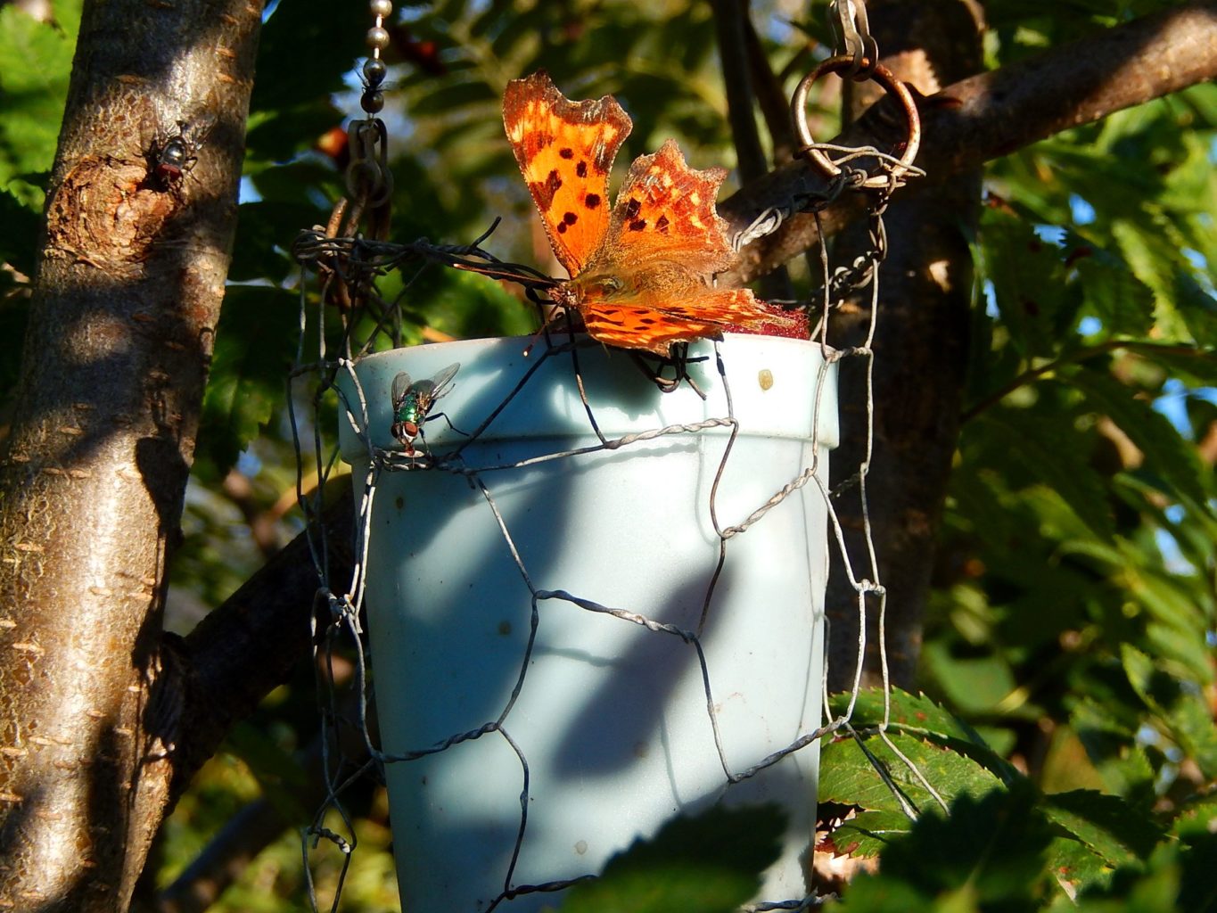 Valokuvaaja: Pirkko Siukonen