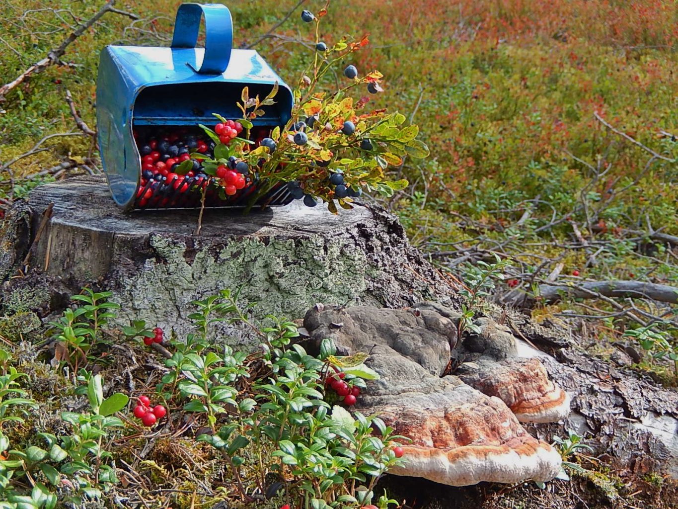 Valokuvaaja: Pirkko Siukonen