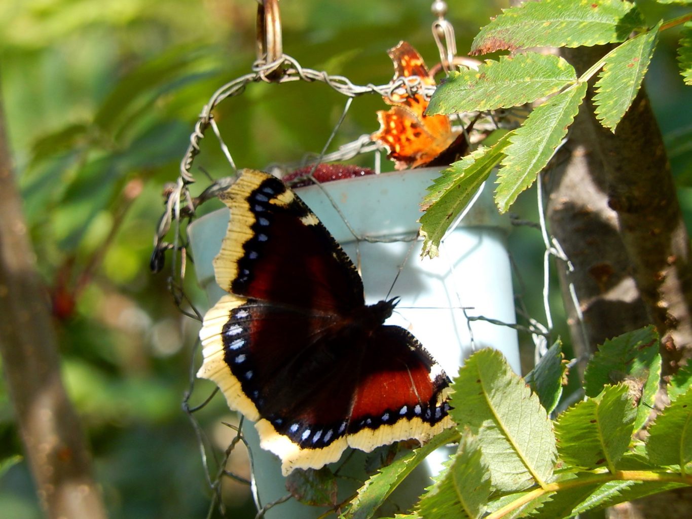 Valokuvaaja: Pirkko Siukonen