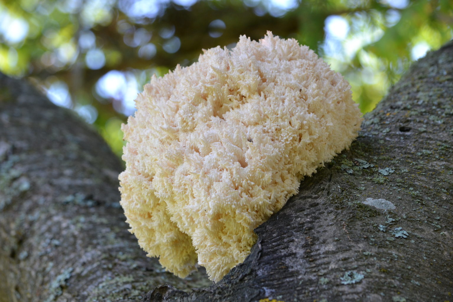 Valokuvaaja: satu välimaa