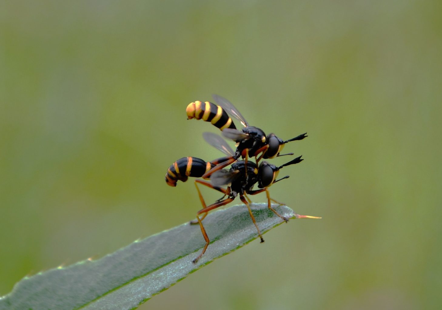 Valokuvaaja: satu välimaa