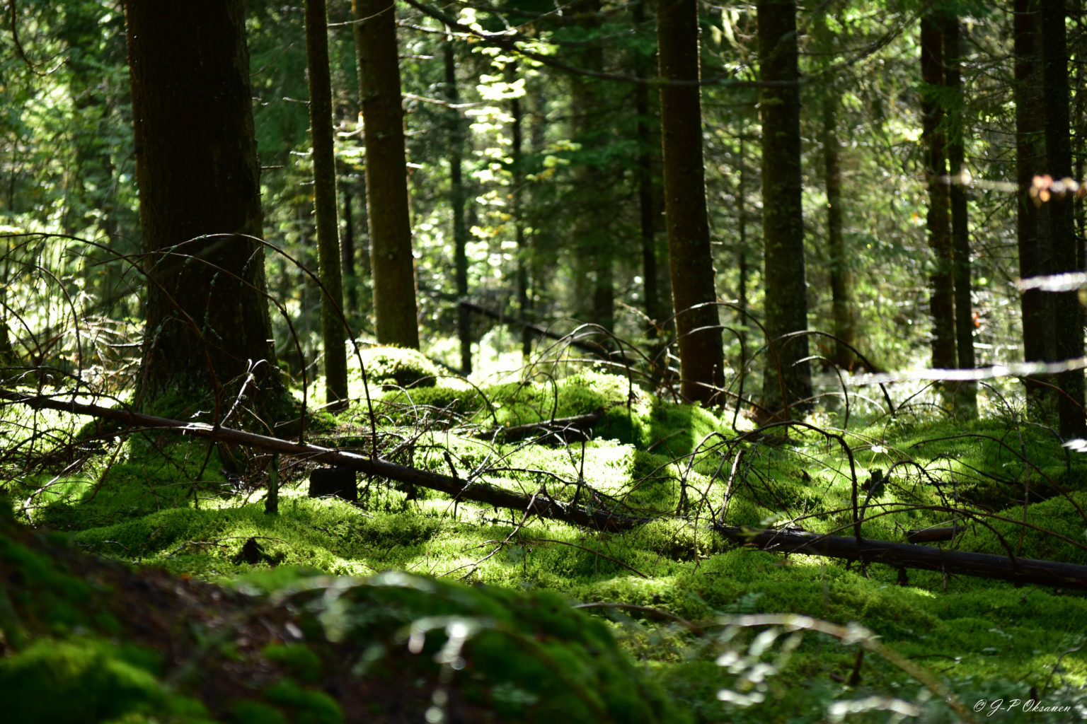 Valokuvaaja: Jyri Oksanen