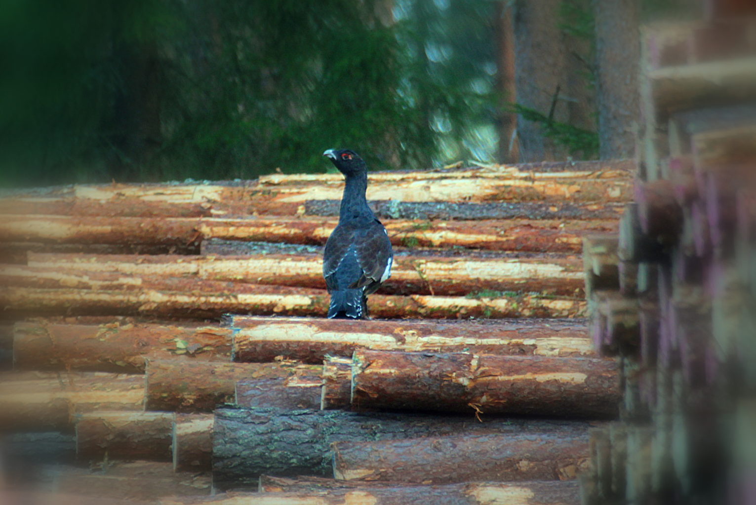 Valokuvaaja: Sirpa Jyske Valokuvaaja: Sirpa Jyske