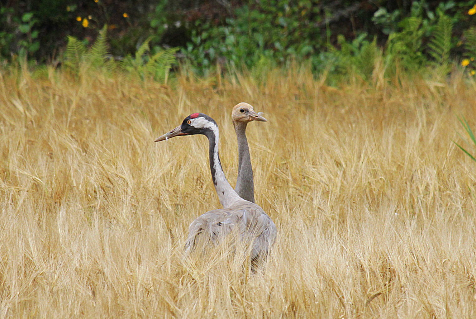 Valokuvaaja: Sirpa Jyske