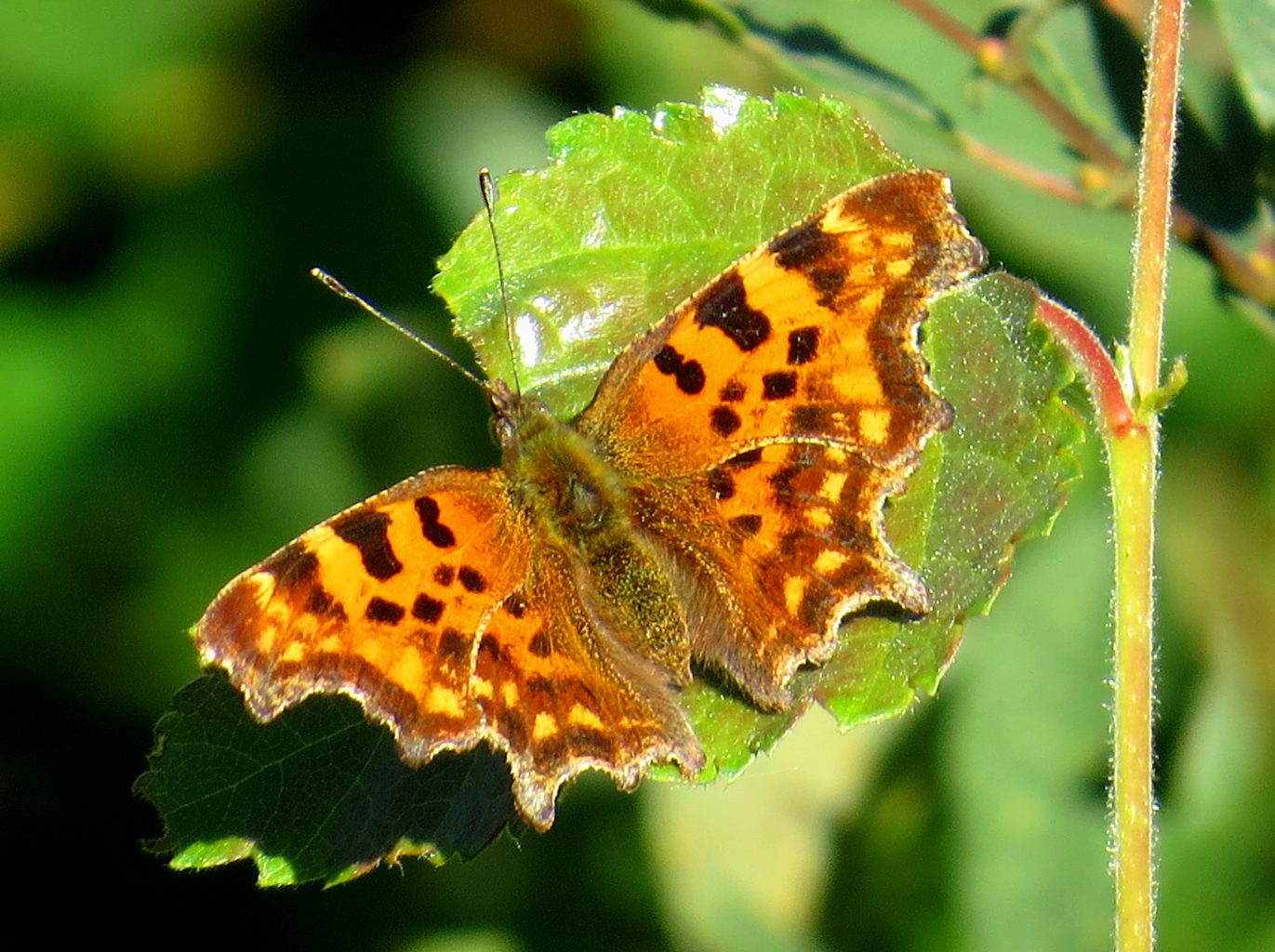 Valokuvaaja: Jaana Talvinen