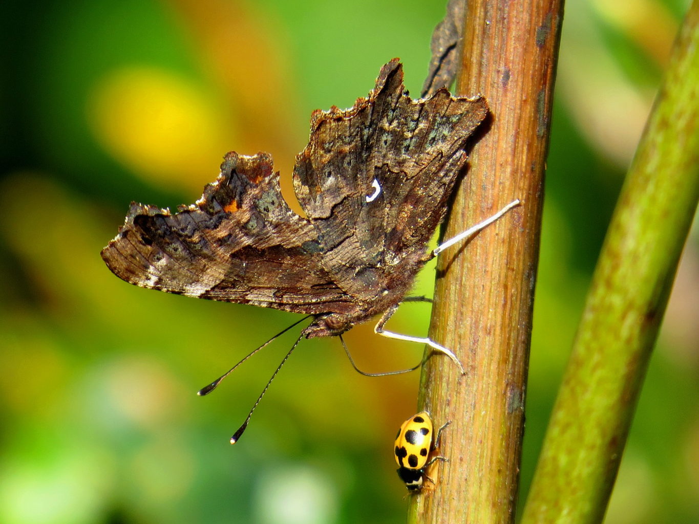 Valokuvaaja: Jaana Talvinen Valokuvaaja: Jaana Talvinen