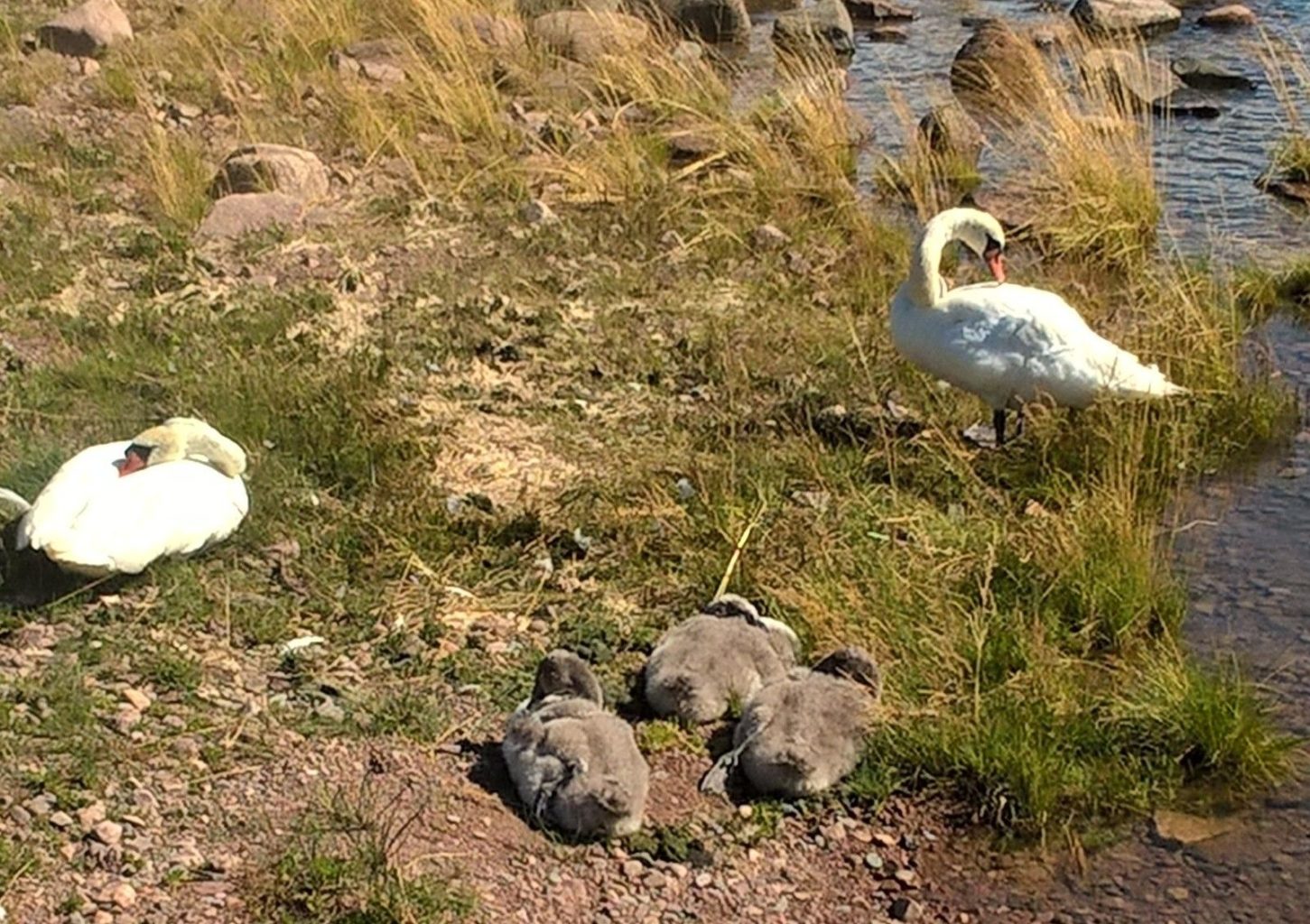 Valokuvaaja: Ulla  Viitanen