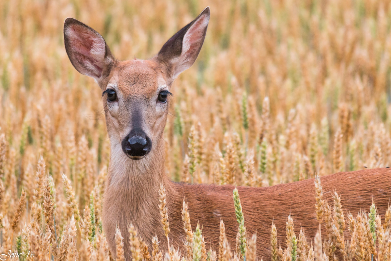 Valokuvaaja: Jouni Mikkonen