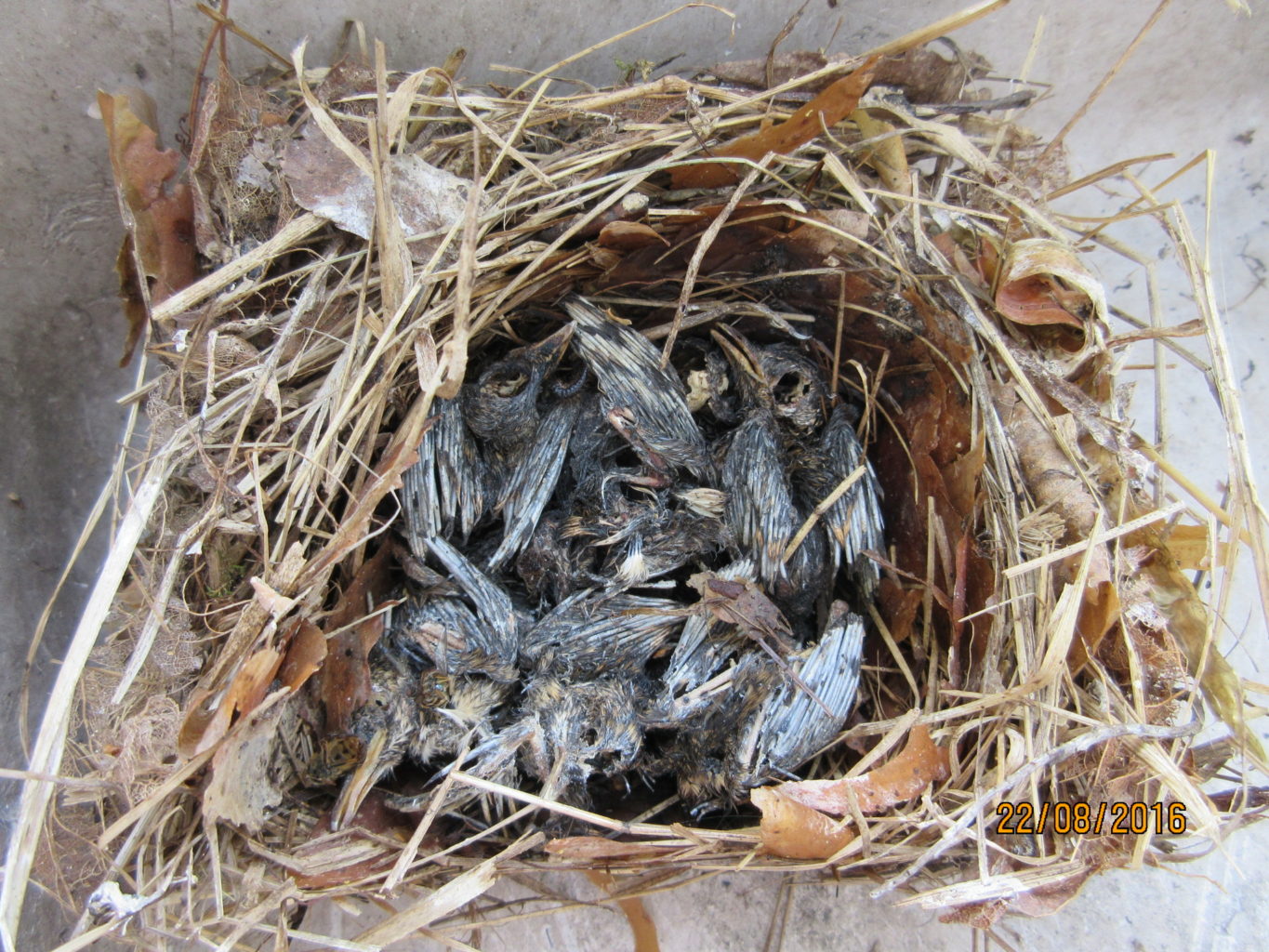 Valokuvaaja: TUULA Makkonen