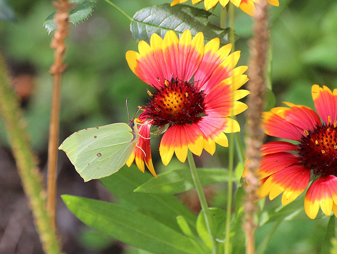Valokuvaaja: Irja Lehtinen