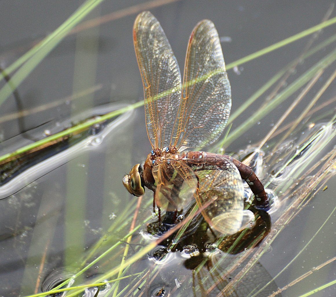 Valokuvaaja: Irja Lehtinen